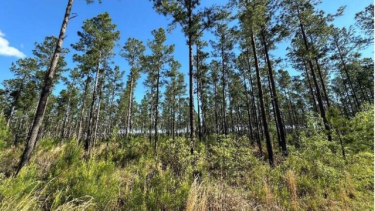 Piney woods near sprawling city protected from development as SC’s sixth state forest