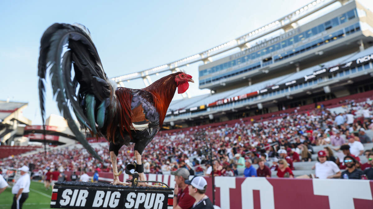 Sir Big Spur looks across the stadium during the Gamecocks’ Garnet & Black game at Williams-Brice Stadium in Columbia on Saturday, April 20, 2024.