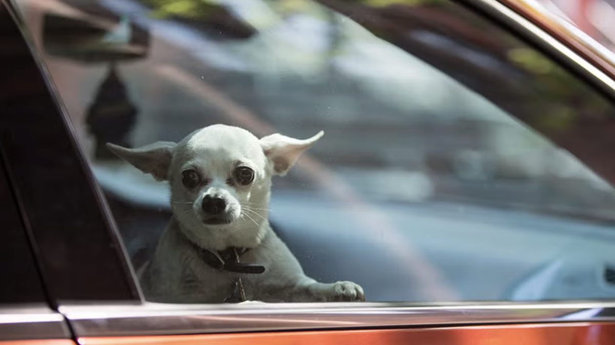 You can be fined for leaving your dog in a hot car in SC.