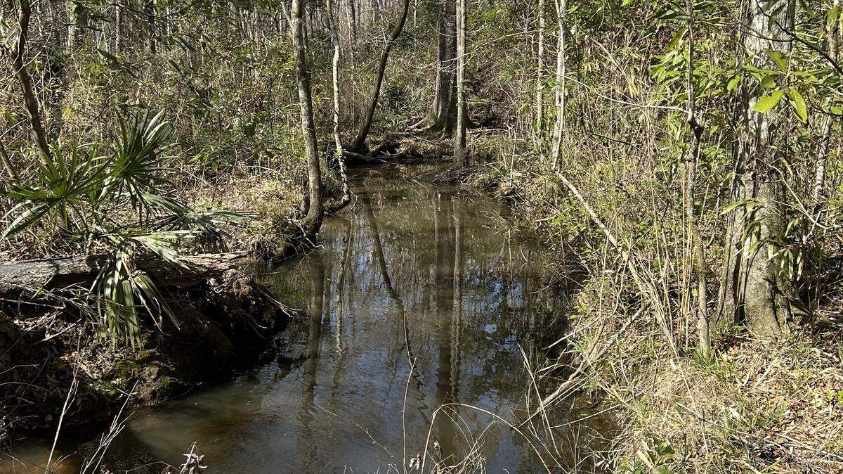 This is part of 664 acres protected in the Lowcountry along the Beaufort-Jasper county line. The property, known as the Garnett Tract, has been protected under a plan to offset the environmental impacts of the Riverport industrial project.