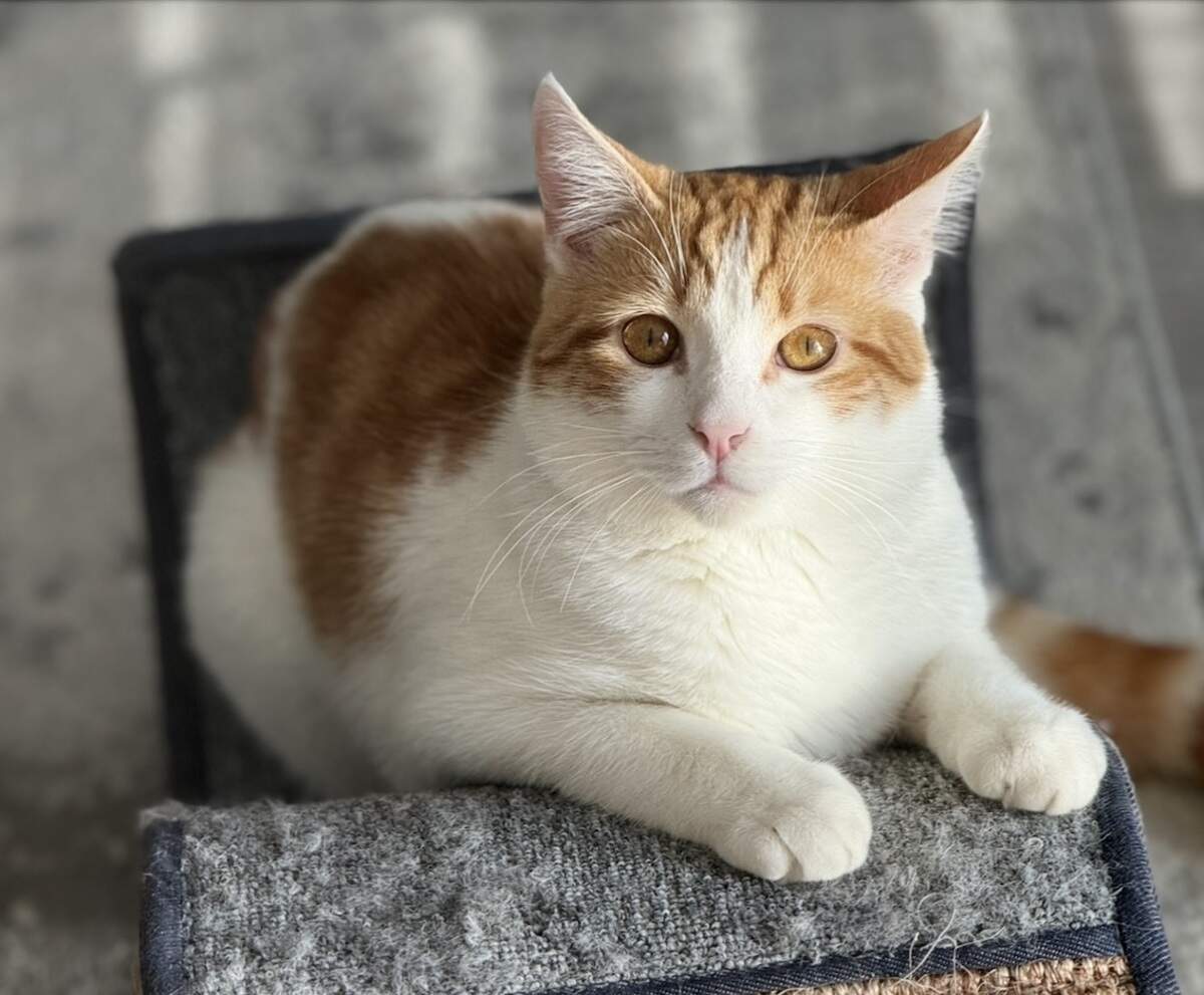 Diego is the winner of The State’s 1st Cutest Cat in Columbia poll