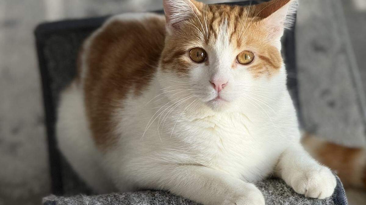 Vote for the cutest cat in Columbia in our first poll.