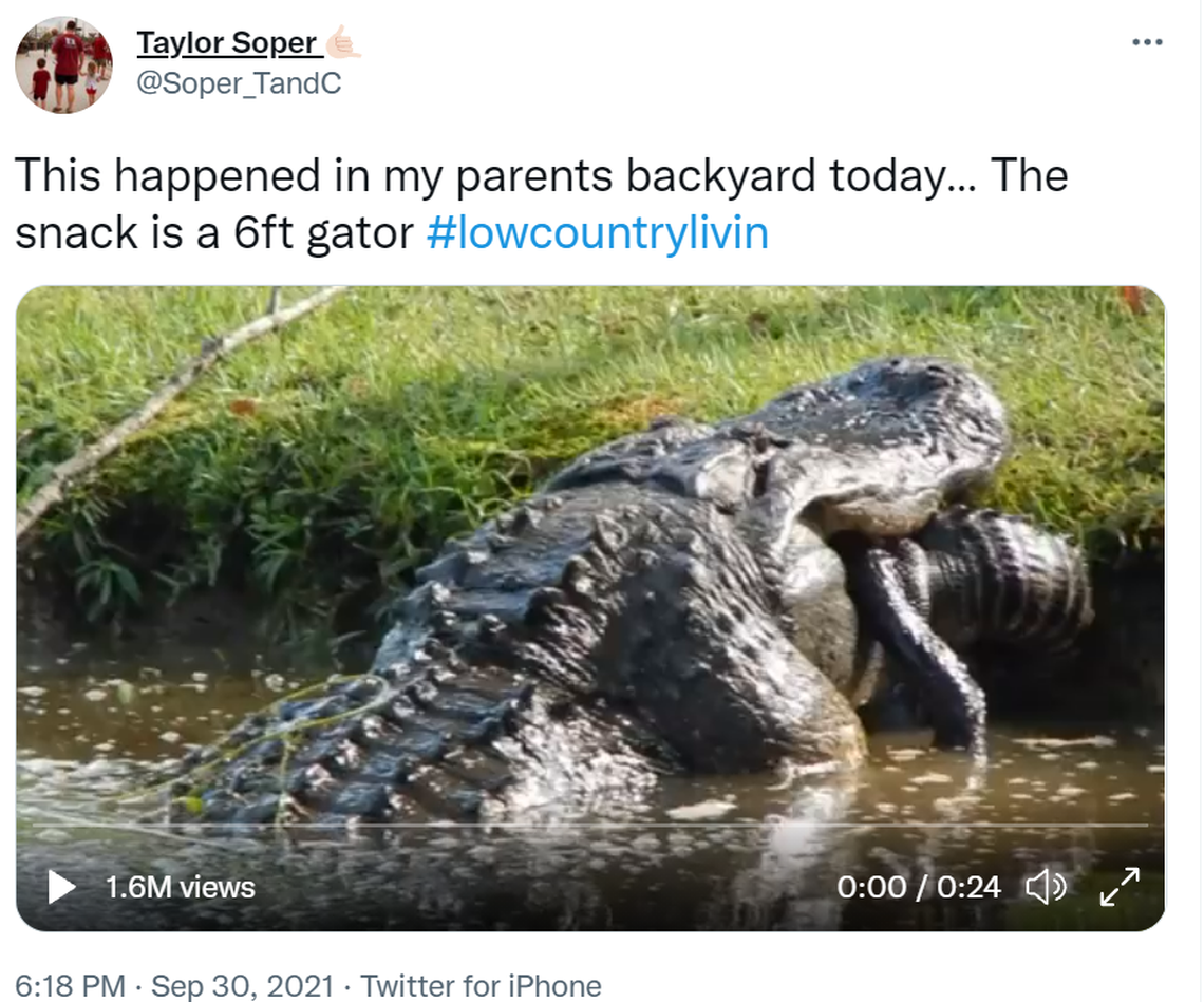 A huge gator in the South Carolina Lowcountry chomps down on a 6-foot gator for a snack in this screengrab from @Soper_TandC’s now viral video posted on Twitter. Soper said his father captured the moment a cannibalistic alligator ate his fellow reptile.