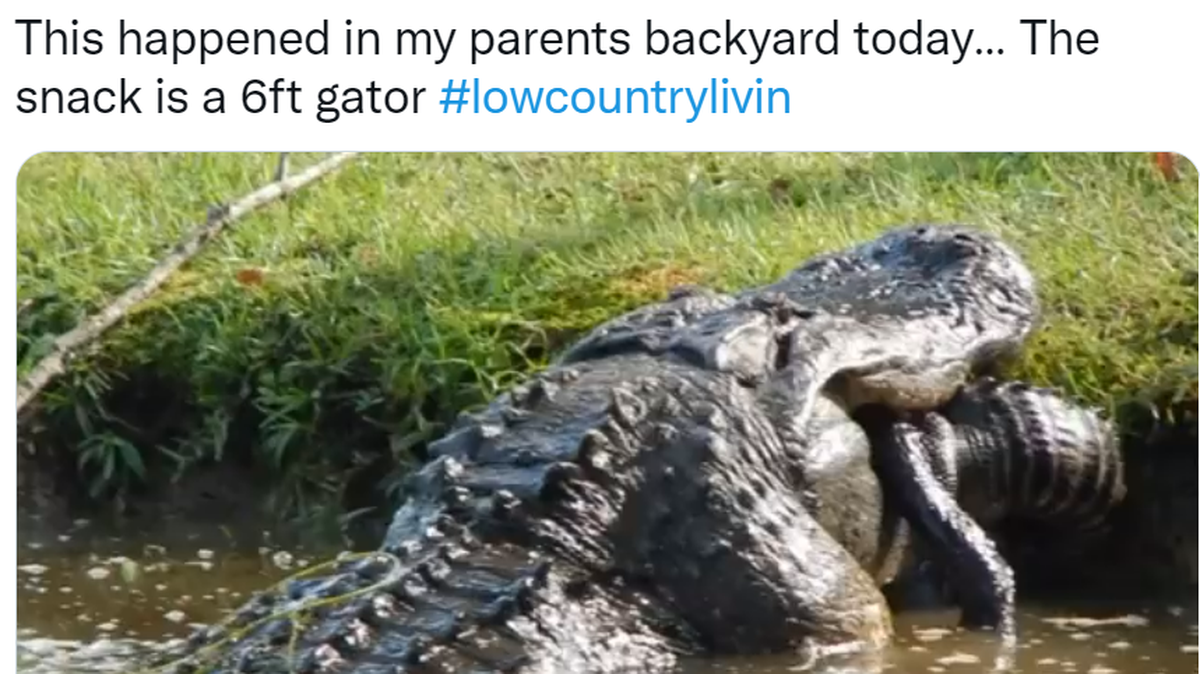 A huge gator in the South Carolina Lowcountry chomps down on a 6-foot gator for a snack in this screengrab from @Soper_TandC’s now viral video posted on Twitter. Soper said his father captured the moment a cannibalistic alligator ate his fellow reptile.