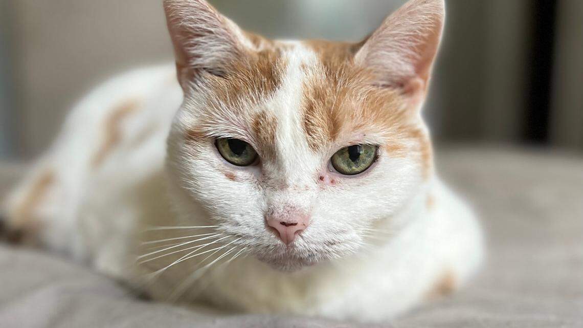 Think you have the cutest cat in Columbia? Prove it by entering The State’s poll. Here’s how.