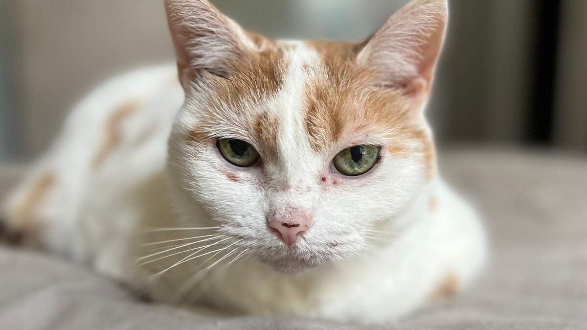 Think you have the cutest cat in Columbia? Prove it by entering The State’s poll. Here’s how.