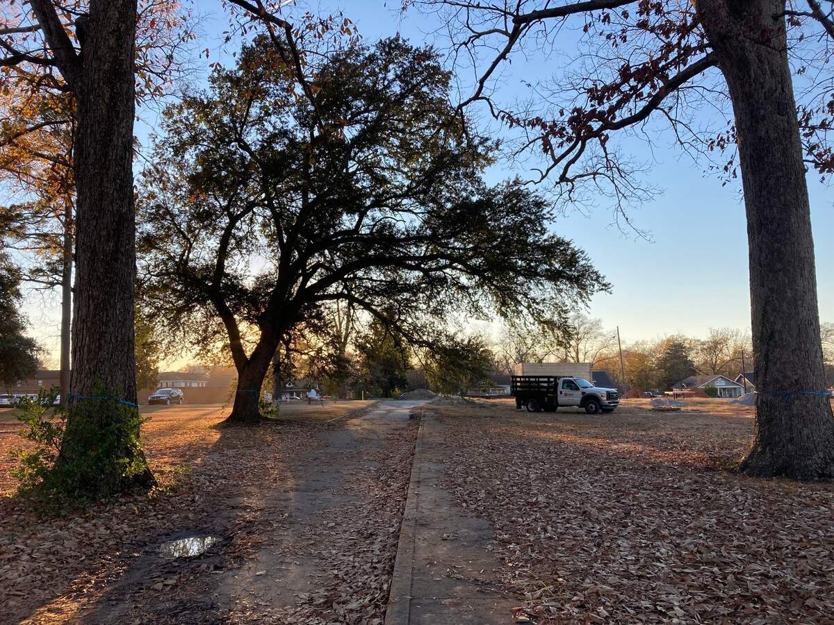 Large trees historically have been found at the site of the new Bull Street development in downtown Columbia.