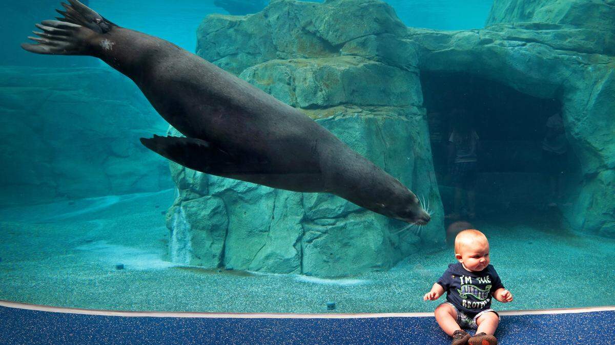 Eight-month-old Greyson Garrett is approached by Maverick, one of Riverbanks Zoo and Garden’s new sea lions, Monday, May 16, 2016. Zoo members got a special look at the new Sea Lion Landing home to four male sea lions and a male harbor seal.