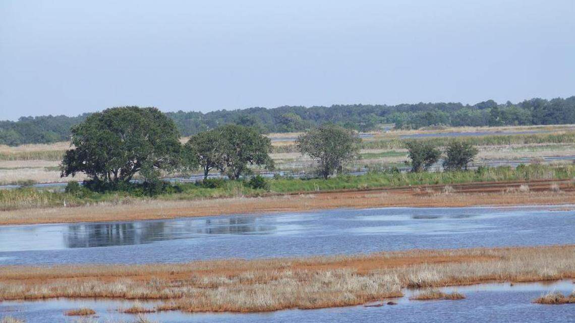 The Tom Yawkey Wildlife Center near Georgetown, S.C. was left to the state as a sanctuary for birds and other animals in the will of the late Boston Red Sox owner, who died in the mid 1970s.