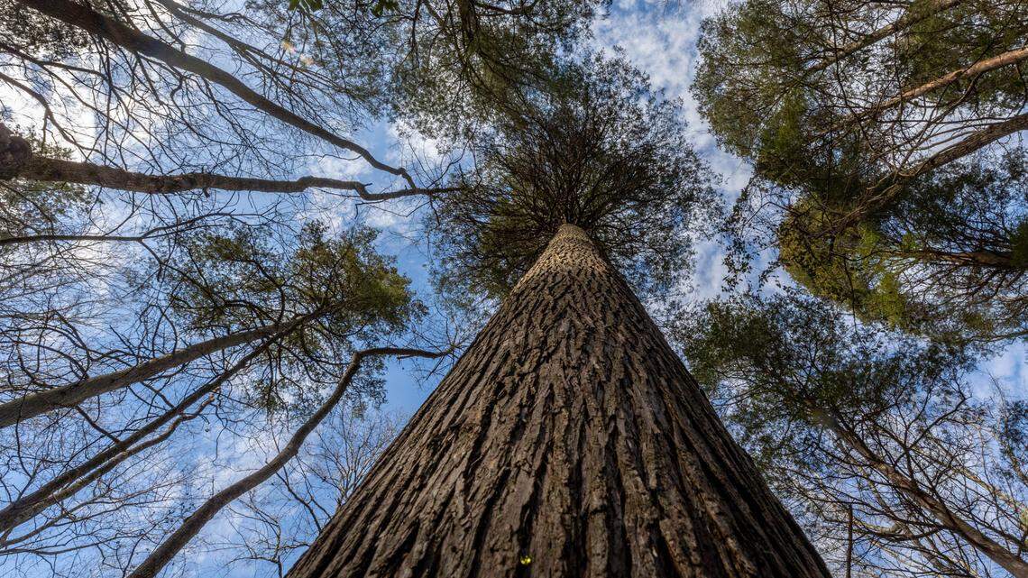 A grove of Atlantic White Cedar grow undisturbed on a tract of land near the Congaree Creek, that has been in the Taylor family for generations. The family is in the process of selling the land to the state to become an addition to the Congaree Creek Heritage Preserve.