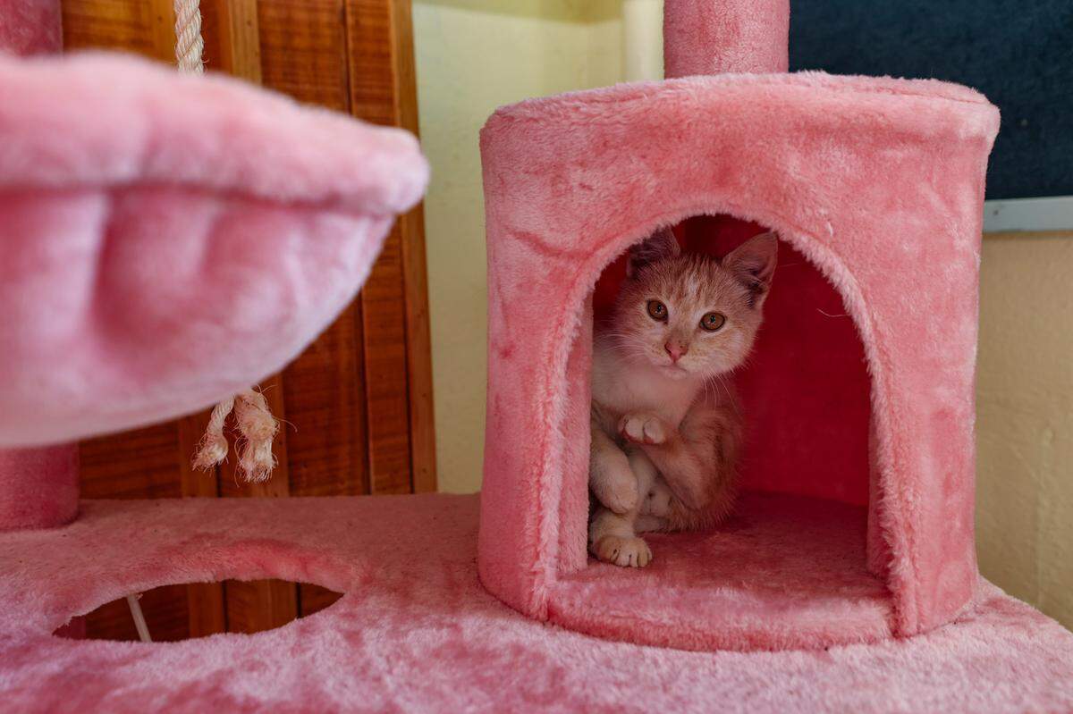 Ishath which translates to Sweet Cream in Arabic peers from an enclosure at, Cat Daddy’s Cat Café. The kitten is one of a dozen adopted by Mohammad Saadeddin and Melissa Peterson who rescued them in the neighborhood.The cats reside at the cafe where patrons can enjoy their company.
