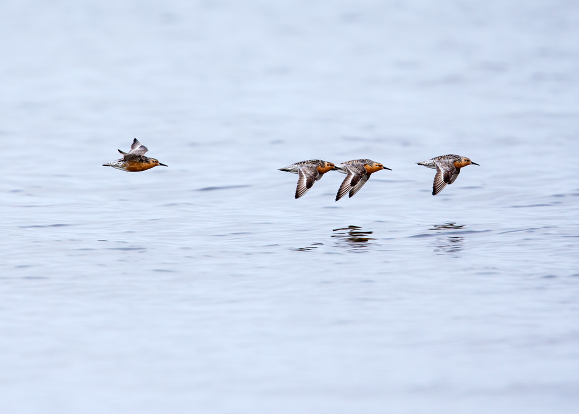 Every spring, many red knots like these fly almost 5,000 miles without stopping before landing for a brief break to feed on horseshoe crab eggs in South Carolina.