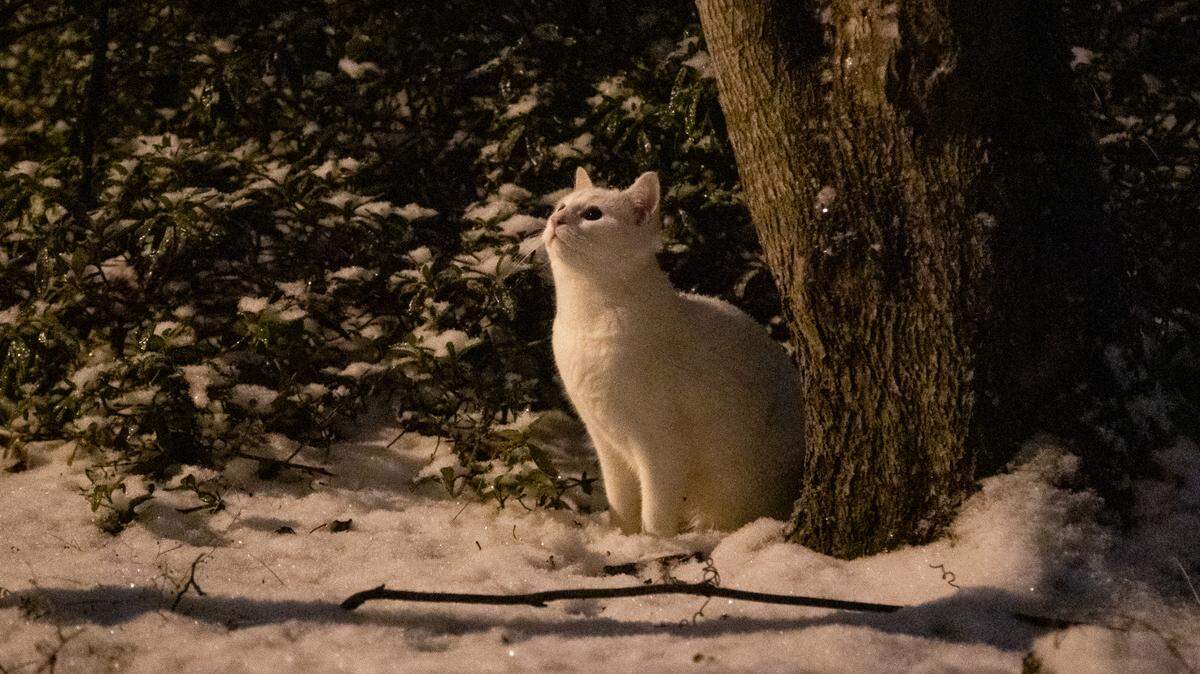 A white cat watches the snow fall on Columbia, South Carolina on Friday, January 21, 2022.