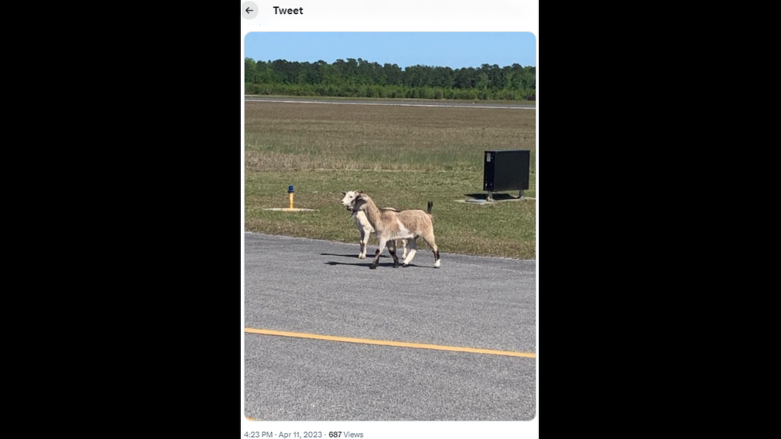Two more goats were spotted at the airport days after a group of five visited, South Carolina officials said.