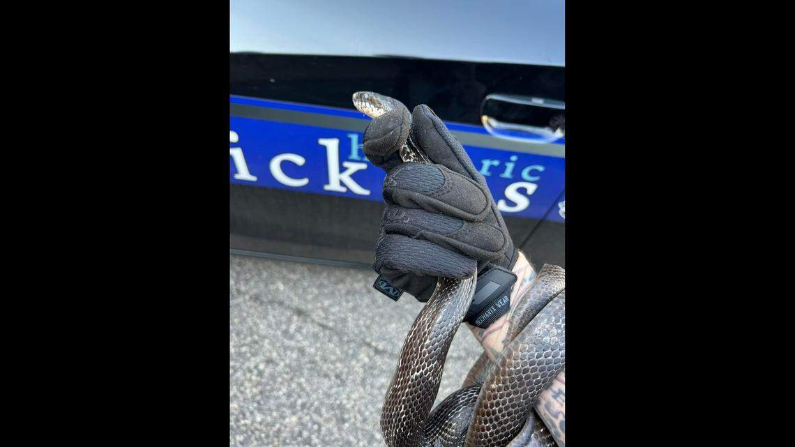 Police in Pickens, South Carolina, took a snake into custody Feb. 24, after it tried to break into someone’s home.