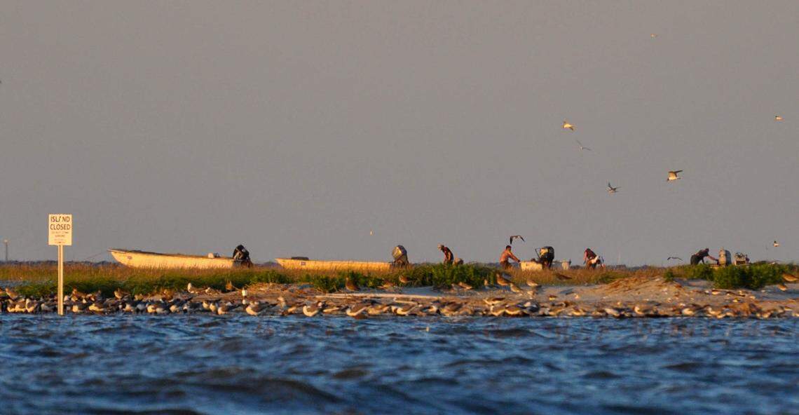 Harvesters are pictured behind a sign that reads “ISLAND CLOSED” in Cape Romain.