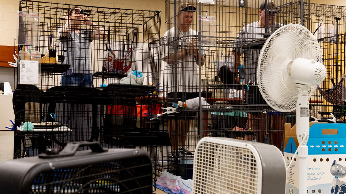 People look at kittens at Pawmetto Lifeline as fans and portable air conditioning units run nearby. The central air is broken at the facility.