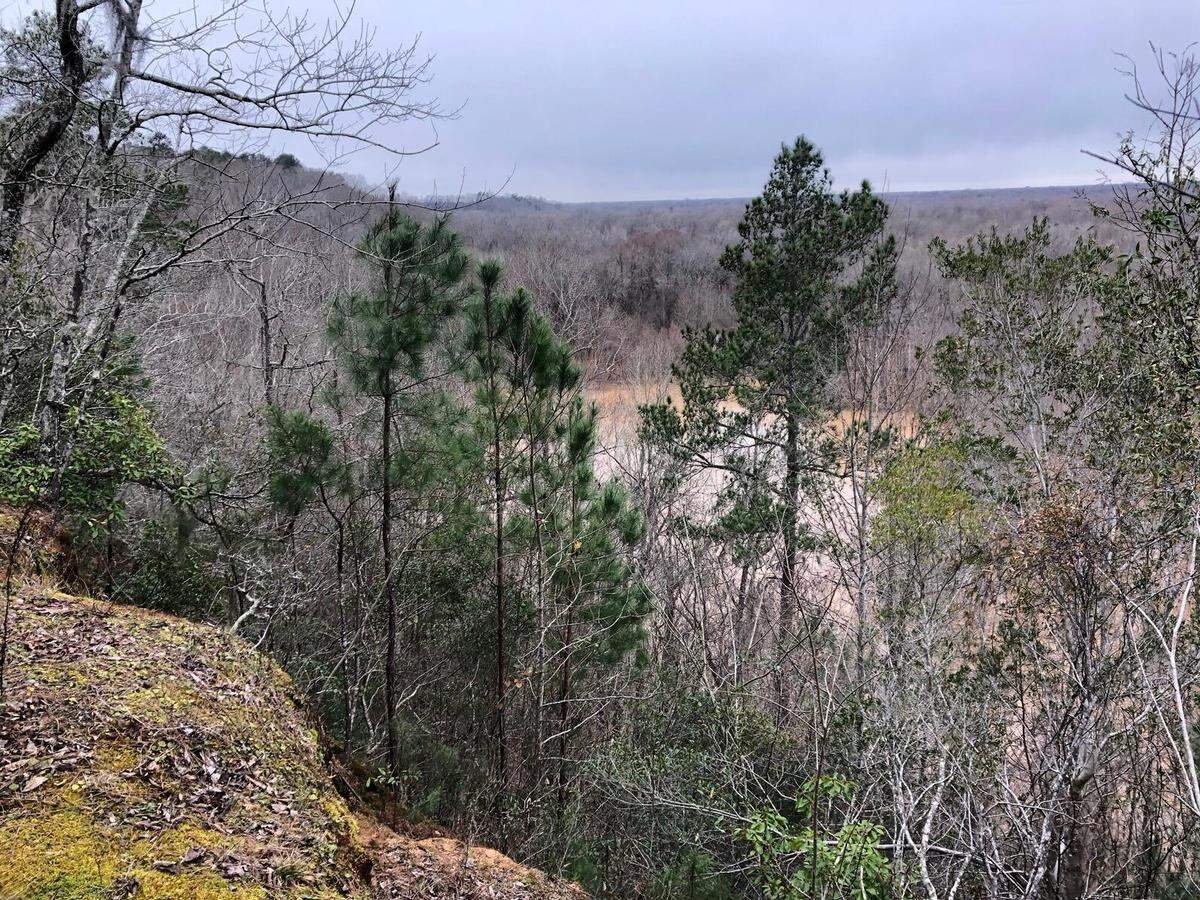 Bluffs across from Congaree National Park provide unusual views of the 27,000-acre park. The state of South Carolina and land protection groups are working to preserve a corridor of these bluffs from development.