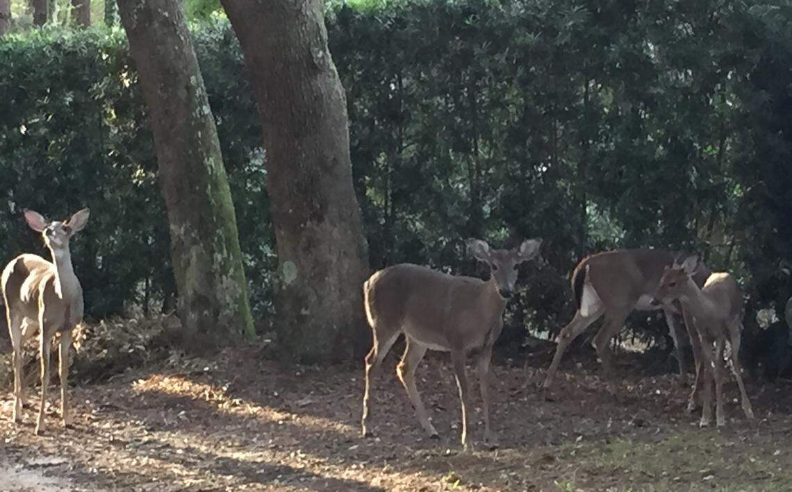 White-tailed deer are found throughout South Carolina. This picture was taken on Kiawah Island south of Charleston.