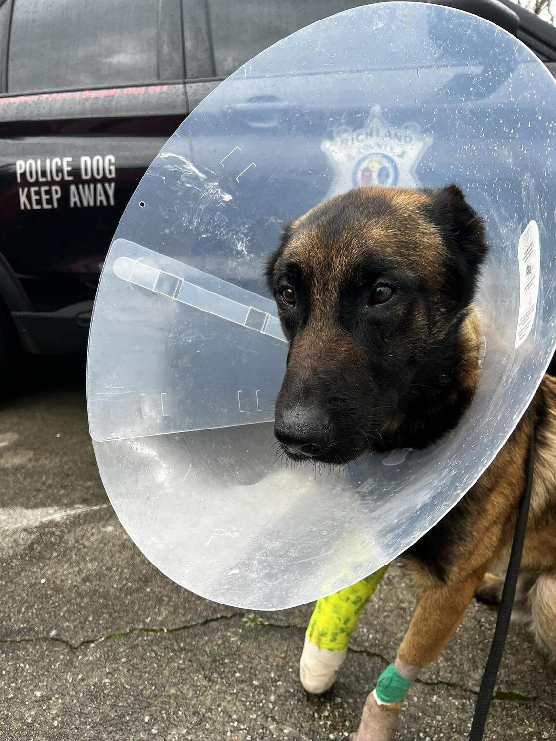 Ricland County Sheriff’s Department K-9 Kobe recovering from surgery after he was shot during a chase on March 14, 2024.