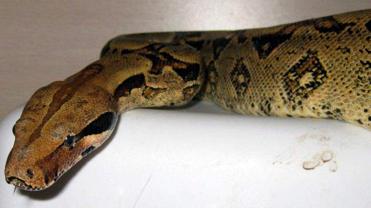 This file photo shows a red-tailed boa constrictor