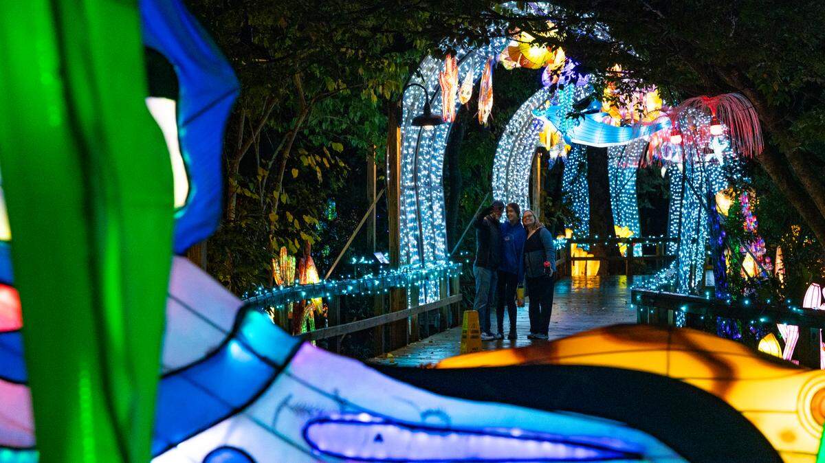 The Riverbanks Zoo and Garden shows a preview of Wild Lights on Thursday, November 14, 2024. The handmade lanterns in the shape of animals, real and fantasy, are on display until January 12.