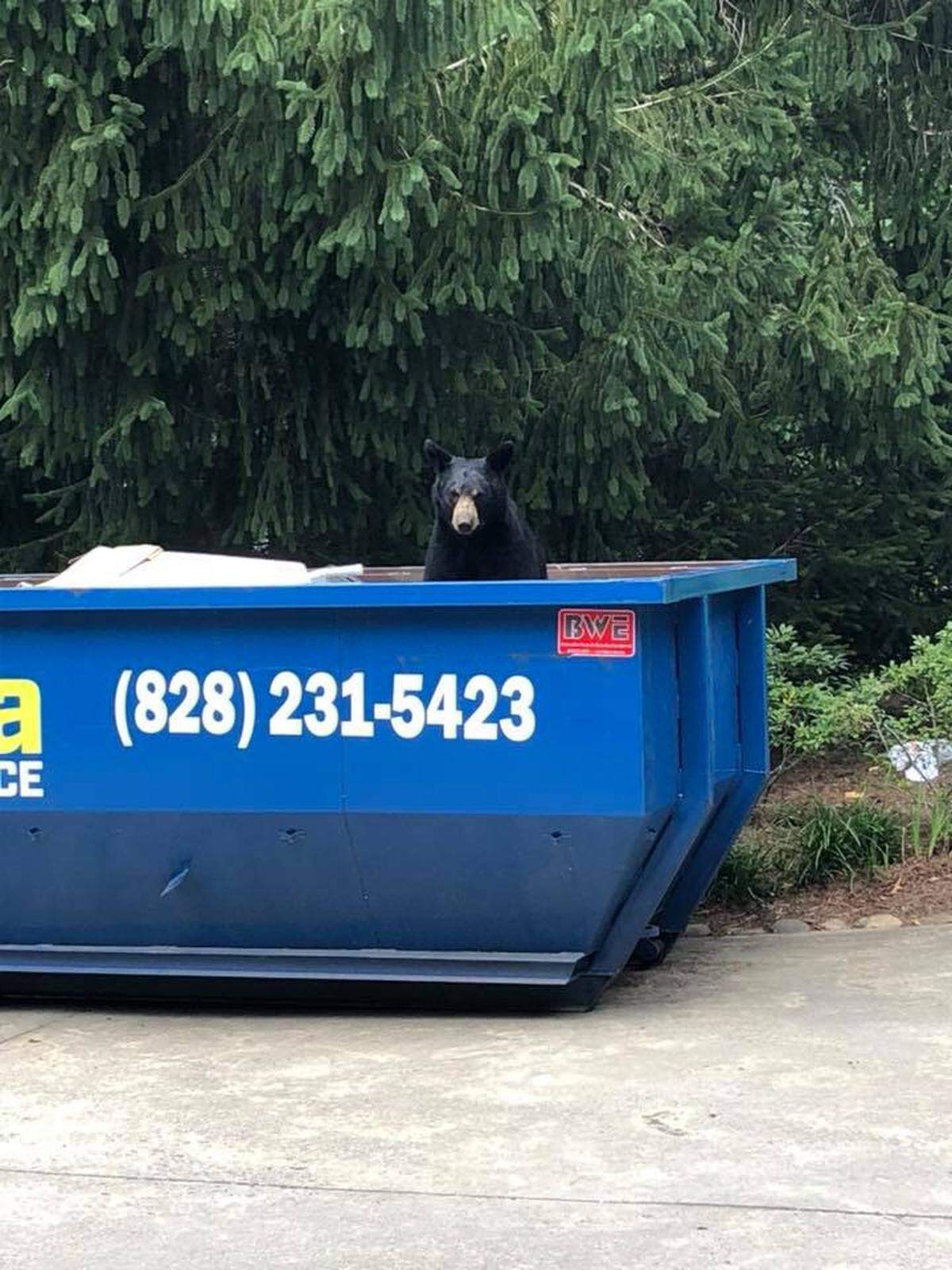 A bear in an Asheville, N.C. dumpster recently gave a woman a good scare when she went to throw away some trash.
