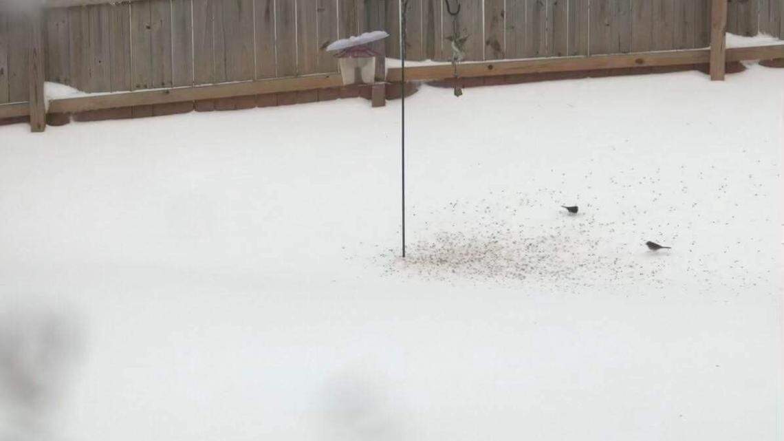 Making ice cream from fresh snow is a thing. This is how to do it