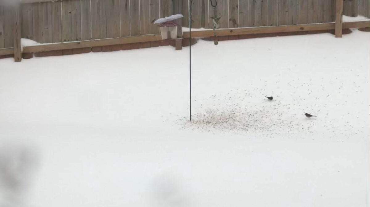 Making ice cream from fresh snow is a thing. This is how to do it