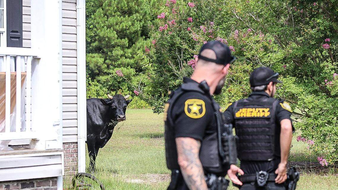 The Sumter County Sheriff’s Office encounter a loose bull on July 18, 2024.