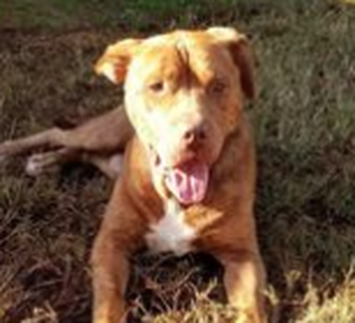 Titus was put to sleep this week due to overcrowding in the Greenville Animal Care facility.