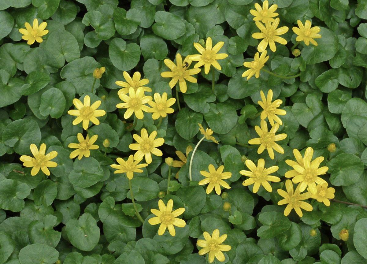 The Department of Plant Industry has found colonies of fig buttercup along the tributaries of the Reedy River in Greenville and the Catawba River in Rock Hill.