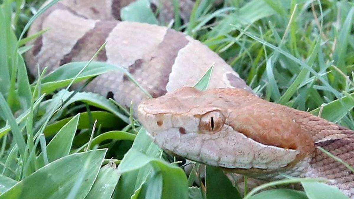 Many copperhead snake bites require antivenom. Here’s how much that’ll cost you.