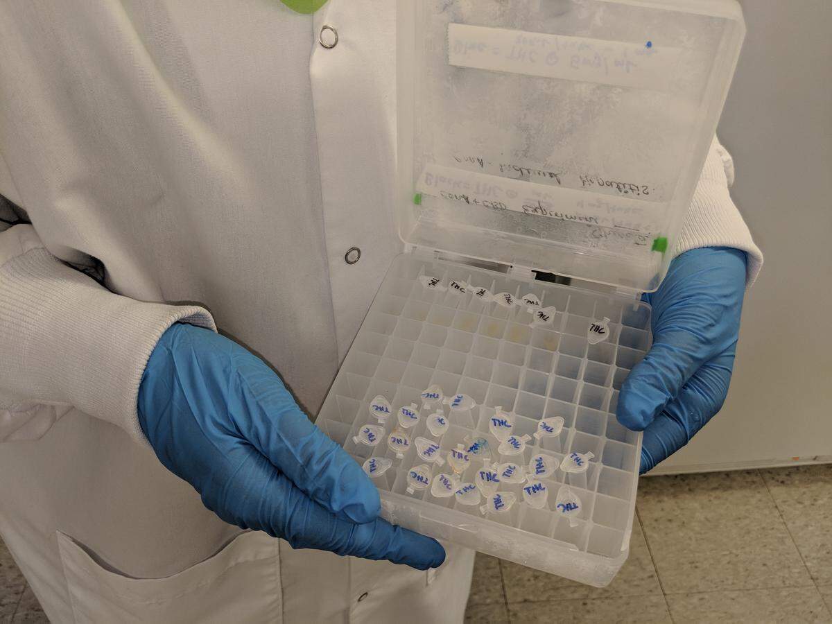 A USC research teams keeps pure THC, the compound in marijuana that gets you high, to study its effects on health