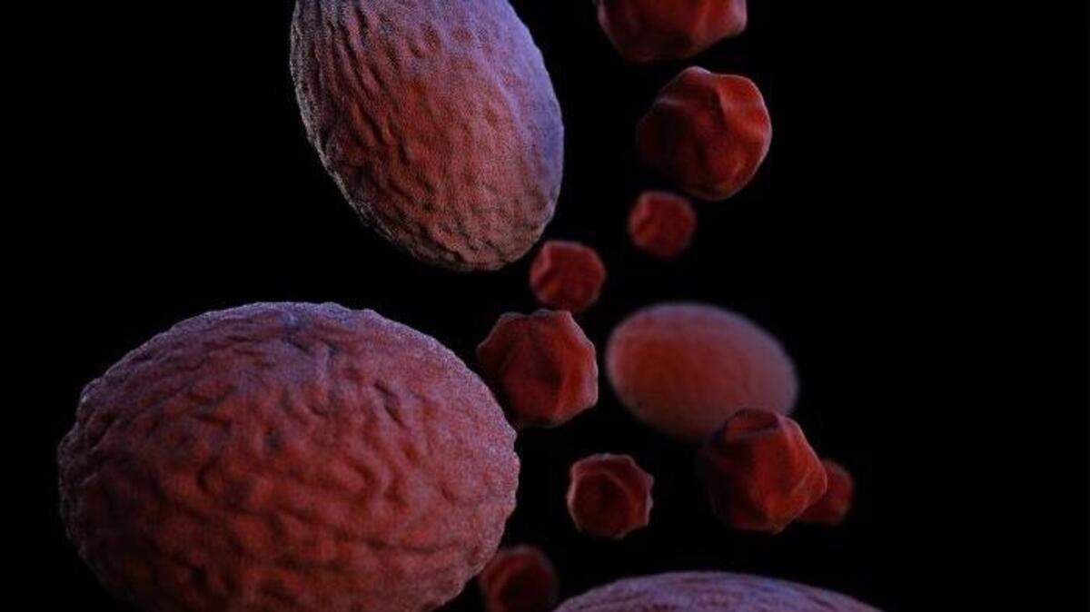 This illustration depicts a three-dimensional (3D), computer-generated image, of a group of Gram-negative, Chlamydia psittaci bacteria. The artistic recreation was based upon scanning electron microscopic (SEM) imagery.
