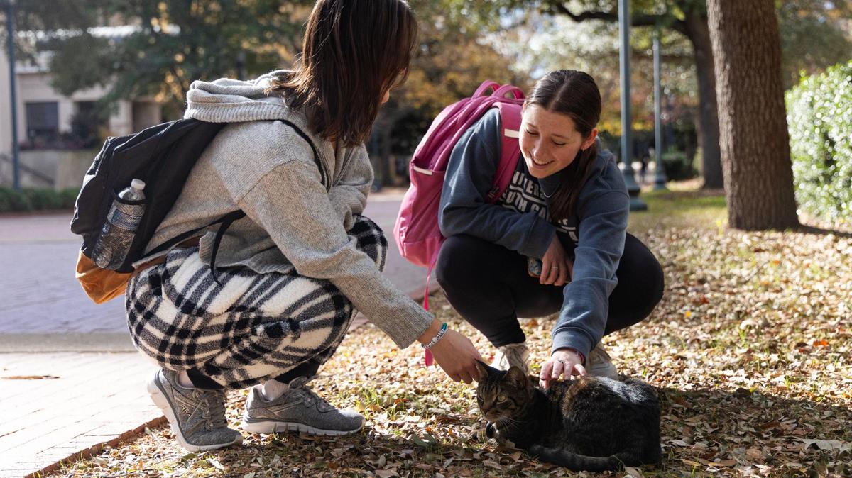 Figgy, a cat that lives on the University of South Carolina’s campus, is adored by USC Freshman Jenna Scribano and Sarah Francis on Wednesday, December 6, 2023.