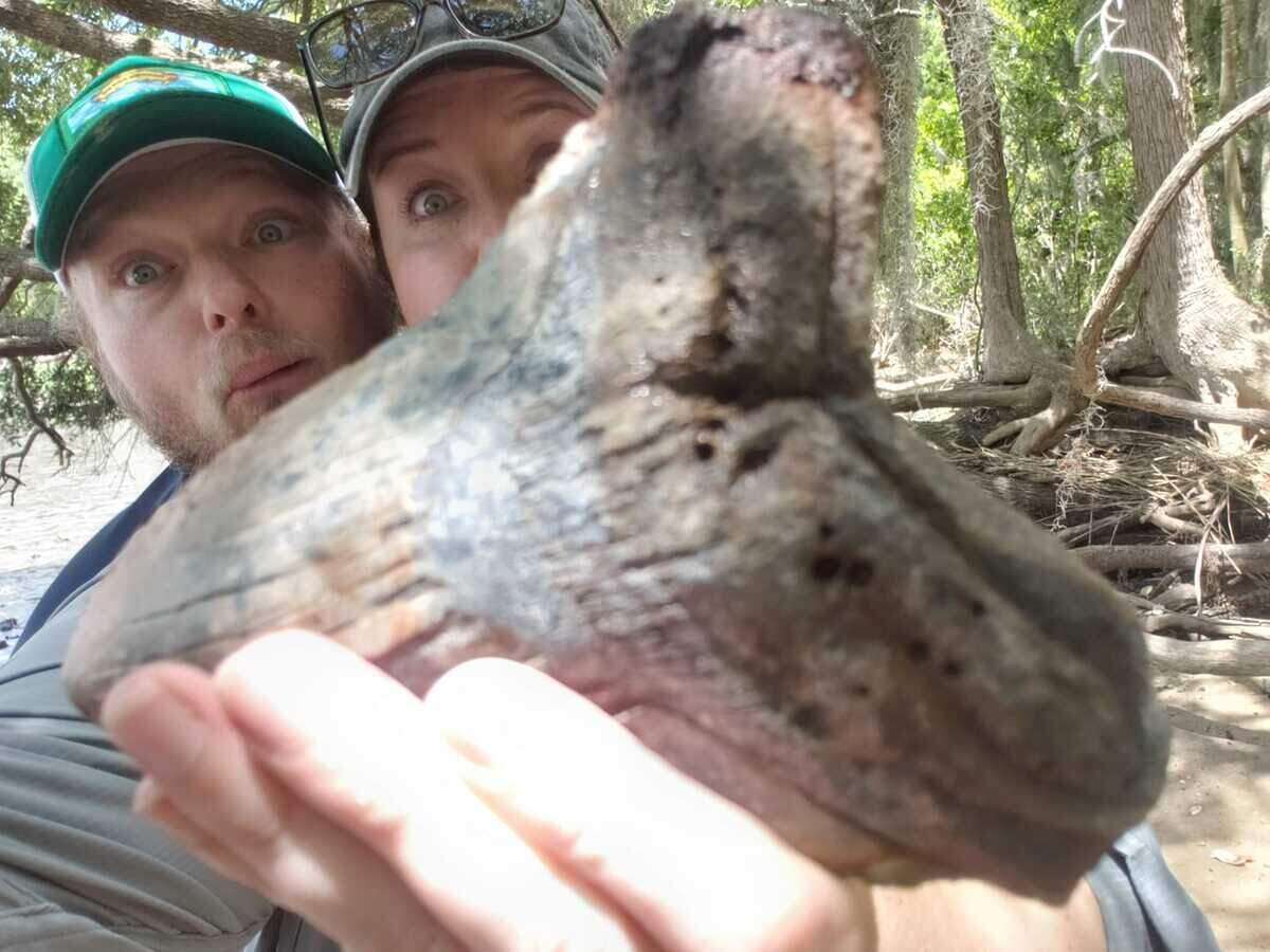 A South Carolina woman poking around in a marsh near the Stono River has reported finding a 5.75 inch prehistoric shark’s tooth that weighs nearly a pound. Stono River is located near Charleston and Folly Beach.