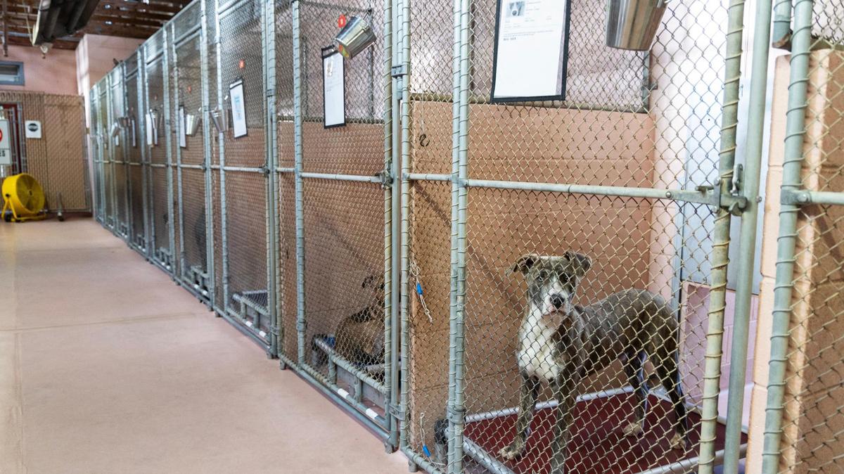 The City of Columbia Animal Services building on Thursday, November 16, 2023.