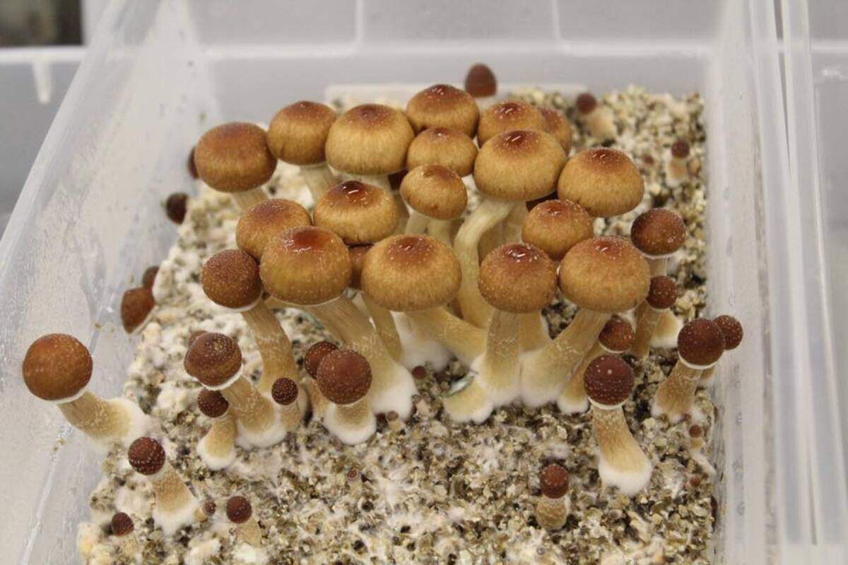 Kershaw County Sheriff’s Office found these illegal mushrooms growing on a man’s property.