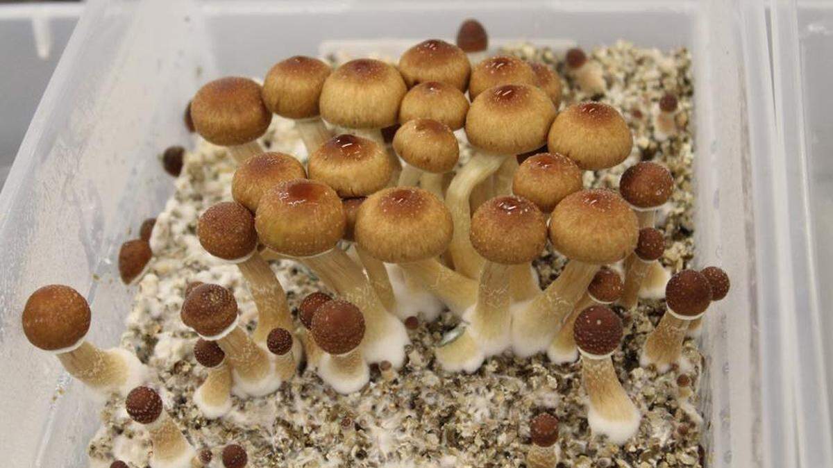 Magic mushrooms contain the hallucinogens psilocin and psilocybin, but supposed magic mushrooms edibles sold in smoke shops can contain a range of other natural and synthetic drugs. 
