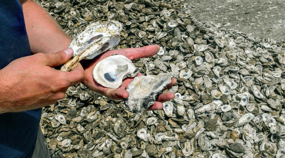 Kevin Swain, a biologist with the S.C. Department of Natural Resources, displays three types of oyster shells on Wednesday, July 7, 2022 from a pile of shells at Russ Point Landing on Hunting Island. The shells are, from left: intertidal, Virginia and Gulf. Whereas Virginia and Gulf oysters are subtidal - the Lowcountry’s oysters grow vertically and filter water with the tide.
