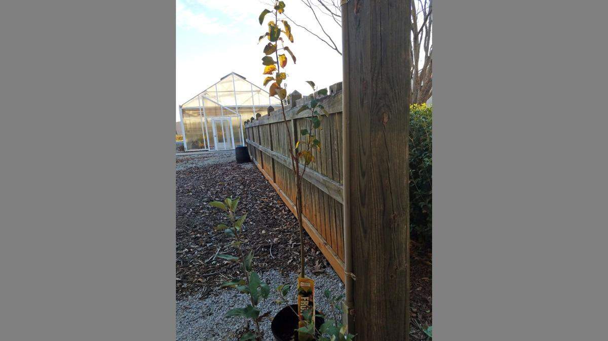 This direct descendant of the Newton apple tree was grafted and grown at Musser Fruit Research Center and will be planted on Clemson’s main campus.