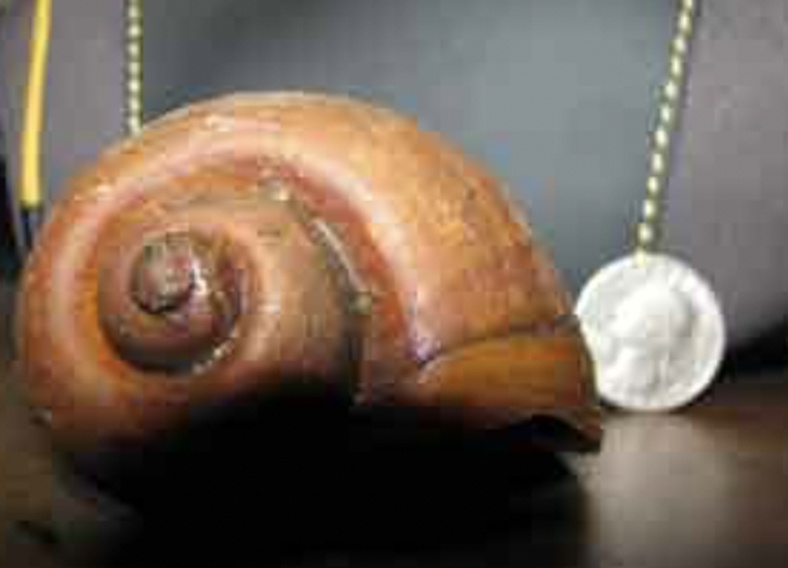 The island applesnail eggs can carry rat lungworm, a parasite that can cause meningitis in people.