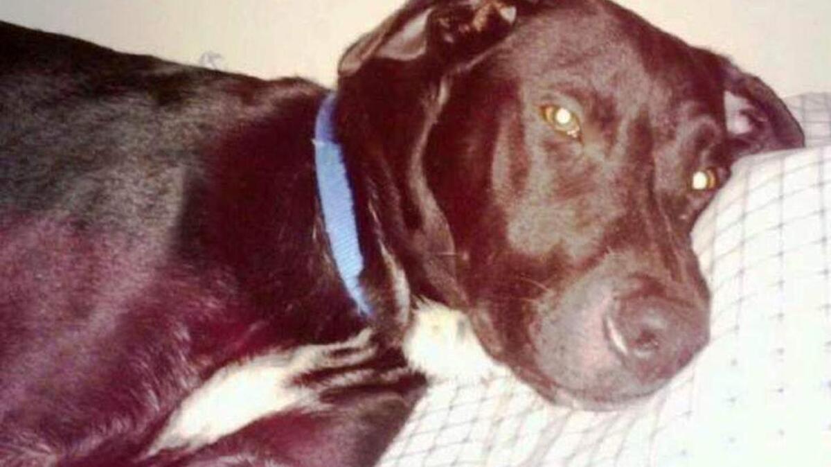 
Man accused of shooting Spartacus in his family’s front yard in Moore. The suspect faces charges of animal cruelty and aggravated assault. The homeowners told deputies Spartacus made no attempt to run toward man and the pit bull-shepherd mix has never shown aggression
