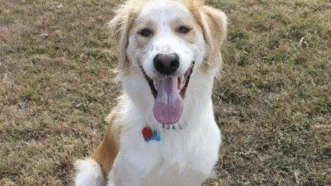 Yogi was hit by a truck on a Walterboro family’s driveway. The driver, a mail carrier, did not stop.