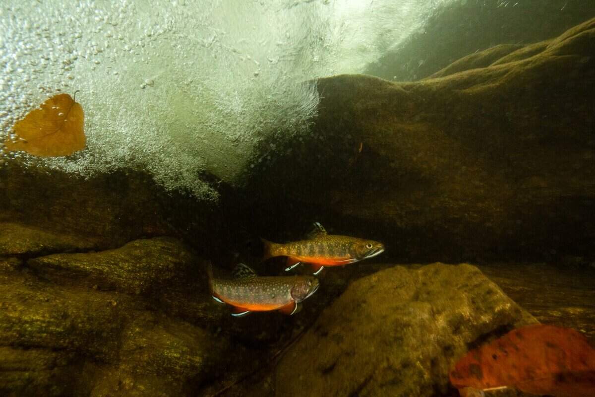 Brook trout are the only trout species native to South Carolina. The small trout are found in cold mountain streams in Oconee, Pickens and Greenville counties.
