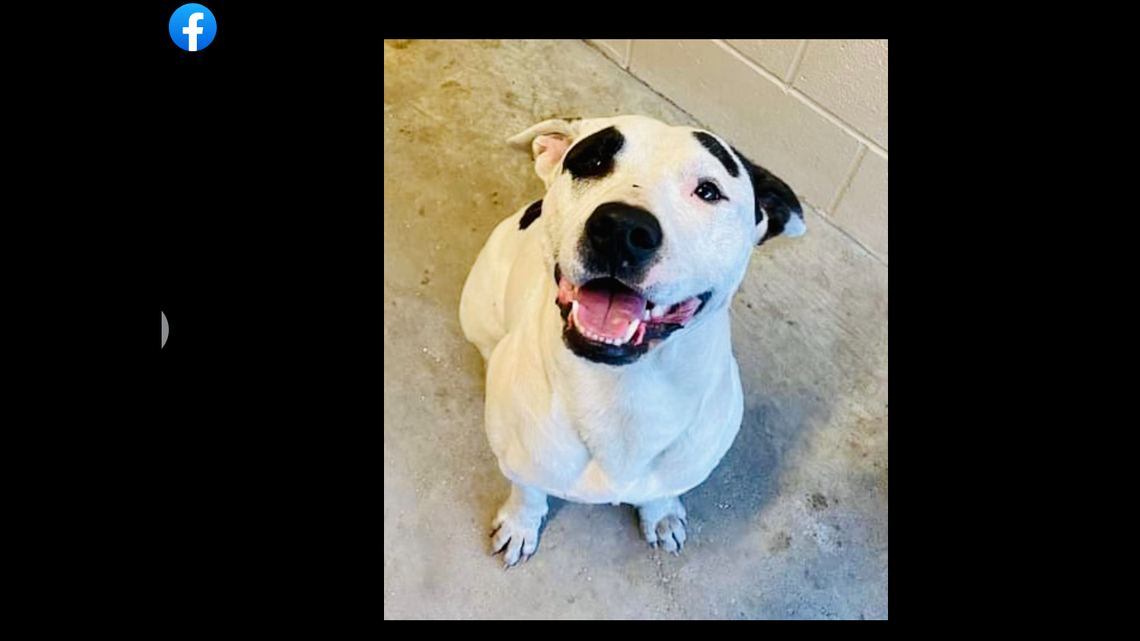 Community members came together to search for Ranger the missing dog, officials said.