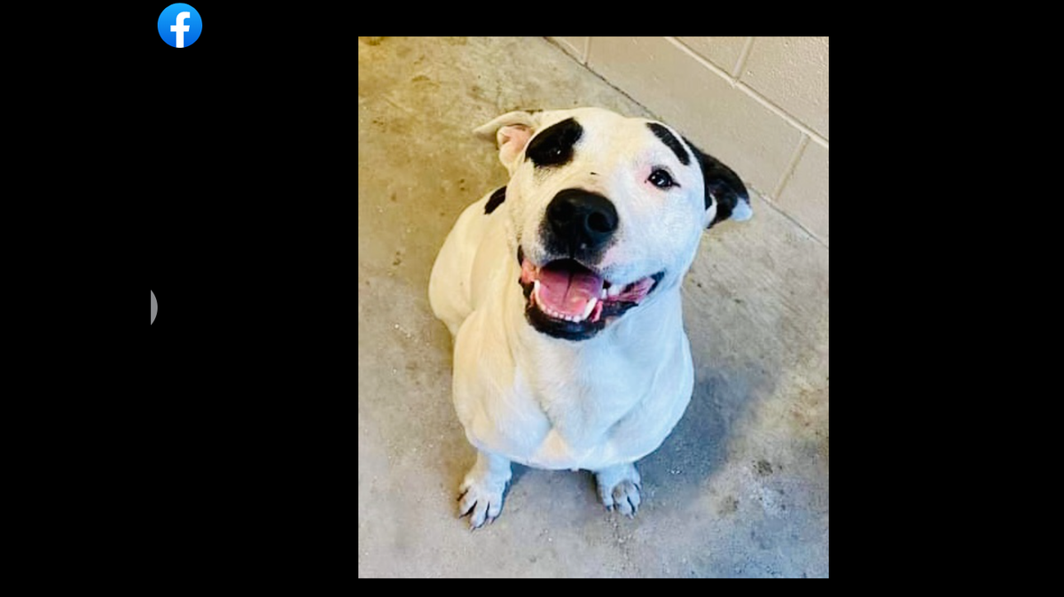Community members came together to search for Ranger the missing dog, officials said.
