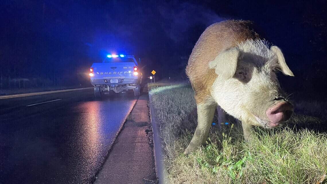 A big pig shut down a major roadway in York, SC. Deputies live tweeted the ordeal