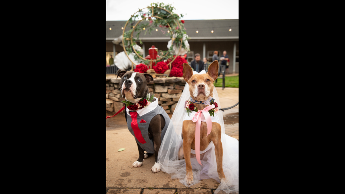 Duke and Honey got married at a county-operated animal shelter in South Carolina, and the elaborately staged affair included formal attire, a wedding cake and vows